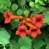 Milin amerykański Flamenco 1L Podgląd zdjęcia produktu 2