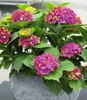 BALDUR Garten 1x Freiland-Hortensie 'SAXON® Schloss Produktbild-Vorschau 2