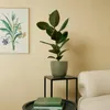 Bloomique - Ficus Elastica Robusta - Gummibaum - Produktbild-Vorschau 4