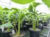 2 Stück Bananenstaude Musa Basjoo 60 - 80 cm winterhart Produktbild-Vorschau 6