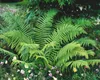 Dryopteris filix-mas, Wurmfarn, ca. 9x9 cm Topf Produktbild-Vorschau 13