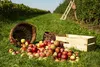 5 x Hefe für Apfelwein – Ciderini SWEET 5g/20L, Hefe zur Produktbild-Vorschau 2