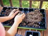 Hands filling a seed tray with soil. Produktbild-Vorschau