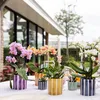 Kolibri Orchids – oranžová orchidej Phalaenopsis – výška 35 Náhled obrázku produktu 14