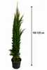 Cupressus sempervirens Totem: 100–120 cm | Kolomcipres | Productafbeelding-voorbeeld 5