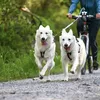 Non-stop dogwear Fahrrad-Führhalter KlickFix Antenna Produktbild-Vorschau 3