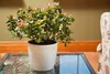 A potted azalea plant with pink buds sits on a glass table next to a floral armchair. Produktbild-Vorschau