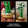 Dracena sandera Podgląd zdjęcia produktu 51