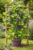 2 pièces Vigne rouge 'Boskoop Glory' en pot - raisin de Voir les images du produit 1