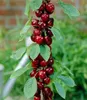 A close-up of a cherry tree branch with ripe cherries and green leaves. Produktbild-Vorschau