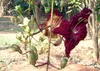 SAFLAX - Leberwurstbaum - 10 Samen - Mit keimfreiem Produktbild-Vorschau 9