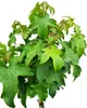 Amberbaum Liquidambar Styraciflua - Gumball - Hochstamm 80 Produktbild-Vorschau 2