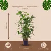 Trendyplants - Caryota Mitis - Palma rybí ocas - pokojová Náhled obrázku produktu 4
