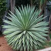 Semena Agave Angustifolia Variegata - balení 5 ks - Náhled obrázku produktu 4
