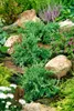 Juniperus horizontalis 'Prince of Wales', Kriech-Wacholder, Produktbild-Vorschau 6