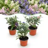 Green boutiQ - Gartenpflanze - Buddleja davidii Butterfly Produktbild-Vorschau 1