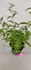 Buddleja davidii 'White Profusion', krzew motylkowy, Podgląd zdjęcia produktu 4