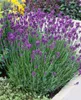 A close-up shot of a blooming lavender plant in a garden setting. Produktbild-Vorschau