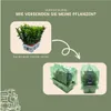 Plants by Frank | 6 Grüne Spindelstrauch Pflanzen | Produktbild-Vorschau 6