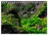 Puffins - Papageientaucher auf Island (Tischkalender 2027 Produktbild-Vorschau 9