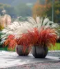 BALDUR Garten 3x Miscanthus 'Lady in Red®', Pflanzen im 9x9 Produktbild-Vorschau 2