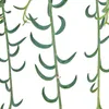 Senecio radicans - collana a forma di banana - pianta Anteprima dell’immagine prodotto 2
