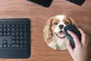 MuchoWow® Mauspad Mousepad Cavalier King Charles Spaniel im Produktbild-Vorschau 4