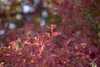 Viburnum opulus, Gewöhnlicher Schneeball, 40–60 cm, weiße Produktbild-Vorschau 8