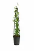 Passionsblume Passiflora caerulea 60–70 cm – winterharte Produktbild-Vorschau 5
