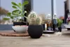 A black ribbed planter with a cactus sits on a wooden table, surrounded by other items like a bowl of fruit, bottles of oil, and another plant. Produktbild-Vorschau