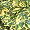2 x  Olivo d'inverno  - Elaeagnus ebbingei 'Gilt Edge'  | Anteprima dell’immagine prodotto 1