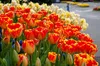 Tulipes Banja Luka bulbes de fleurs 50 pièces. Voir les images du produit 3