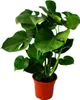 Monstera deliciosa – listová monstera – květináč 21 cm – Náhled obrázku produktu 1