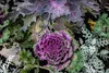 SAFLAX - Bio - Kale - Red Krauser - 50 Nasiona - Brassica Podgląd zdjęcia produktu 8