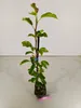 A small plant in a pot, supported by a stick, against a white background. Produktbild-Vorschau