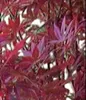 Roter Fächerahorn 170–180 cm | Acer palmatum Atropurpureum Produktbild-Vorschau 2