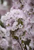 Prunus serrulata 'Amanogawa', Japanische Säulenkirsche, Produktbild-Vorschau 9