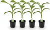 GreenboutiQ - Plante fruitière - Plant de banane - Musa Voir les images du produit 2