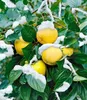 BALDUR Garten 1x Winterharte Kaki, Sharon-Frucht, Pflanze Produktbild-Vorschau 2