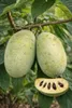 Asimina triloba « Sunflower » 40-60 cm – Banane indienne Voir les images du produit 2