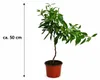 Satsuma (mandarynka) jako sadzonka, wysokość ok. 50 cm – Podgląd zdjęcia produktu 5