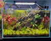 Aquarium Deko Wurzel Dragon Wood S 15-25 cm, natürliche Produktbild-Vorschau 8