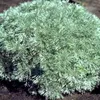 6 x Zwerg Silber Raute  - Artemisia schmidtiana 'Nana'  | Produktbild-Vorschau 2