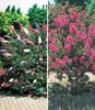 BALDUR Garten 2er Blüten-Sträucher-Kollektion Sommerflieder Produktbild-Vorschau 1