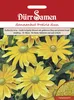 Sonnenhut Prairie Sun | Sonnenhutsamen von Dürr Samen Produktbild-Vorschau 3