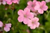 Geranium x oxonianum 'Wargrave Pink', Storchschnabel, rosa, Produktbild-Vorschau 7
