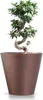 A bonsai tree in a copper-colored pot against a white background. Anteprima dell’immagine prodotto