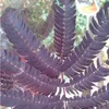 Seidenbaum  - Albizia 'Summer Chocolate'  | 30-40 cm in Produktbild-Vorschau 1