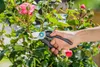 EcoLine Gartenschere (schwarz/türkis, Bypass) - Gardena Produktbild-Vorschau 3
