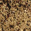 Versele-Laga Prestige Canaries 1kg, Samen, 1 kg, Papagei, Produktbild-Vorschau 7
